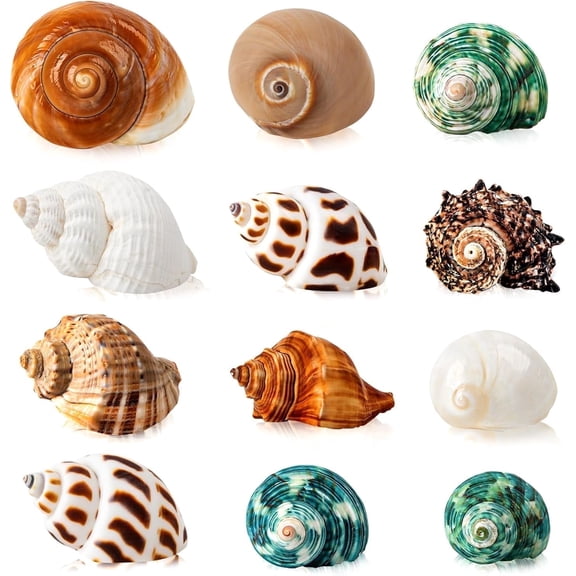 Sinkoo 12pcs Hermit Crab Shells, Natural Sea Conch Size 1.6"-3.2", Growth Turbo for Small to Medium and Large Crabs, Hermit Crab Supplies and Terrarium Habitat Decor