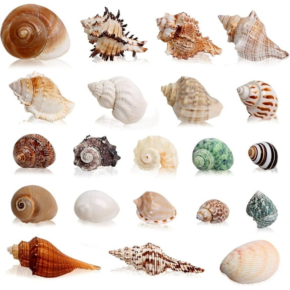 Sinkoo 21 Pcs Hermit Crab Shells Large Medium Small Sea Conch Size 1.2" - 3.9", Opening Size 0.5" - 2" Growth Turbo Seashells Box for Natural Hermit Crab Supplies