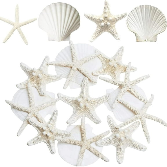 Sinkoo 3"-4" Large Starfish and Scallop Shells for Crafts 12PCS, Natural Beach SeaShells for Diy Crafting Baking, Perfect for White Christmas Decor Beach Theme Party Wedding