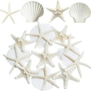 Sinkoo 3-4 Large Starfish and Scallop Shells for Crafts 12PCS, Natural Beach SeaShells for Diy Crafting Baking, Perfect for White Christmas Decor Beach Theme Party Wedding