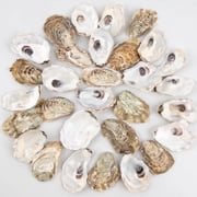 Sinkoo 30 Pcs 2.4-3.1 Small Flat Oyster Shells for Crafts, Natural Color Seashells Bulk, Sea Shells for Diy Arts and Crafts, Christmas Ornaments, Home Decor