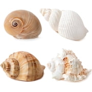 Sinkoo 4pcs Hermit Crab Shells, 2~3.5" Medium to Large Natural Sea Conch Opening Size 1~1.5", Turbo Shells Hermit Crab Supply Terrarium Habitat Decor