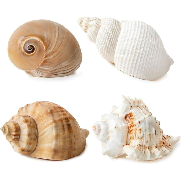 Sinkoo 4 Pcs Large Hermit Crab Shells 2~3.5inch Natural Hermit Crab Shells 1~1.5inch Opening, for Hermit Replacement Shells Hermit Crab Supplies