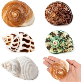 Sinkoo 5 Pcs Medium and Large Hermit Crab Shells,Natural Sea Conch Size 2.2" - 3.4", Opening Size 1.5" - 2",Turbo Seashells for Hermit Crab Supplies and Beach Decoration Medium Large Sea Shell