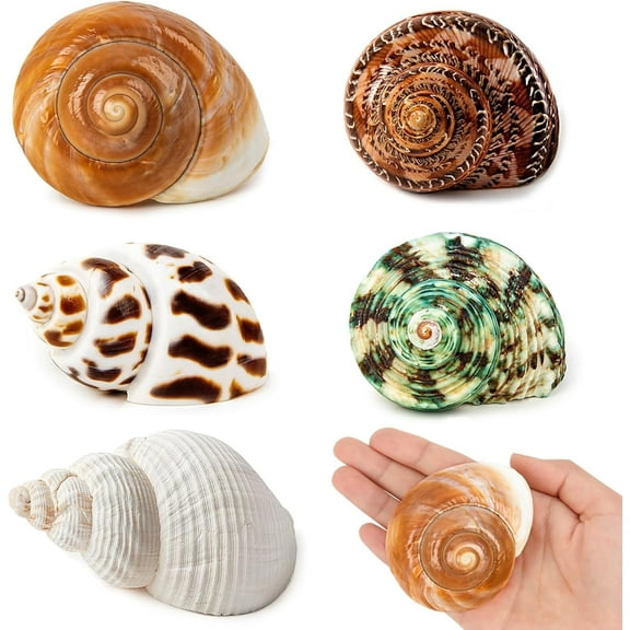 Sinkoo 5 Pcs Medium and Large Hermit Crab Shells,Natural Sea Conch Size 2.2" - 3.4", Opening Size 1.5" - 2",Turbo Seashells for Hermit Crab Supplies and Beach Decoration Medium Large Sea Shell