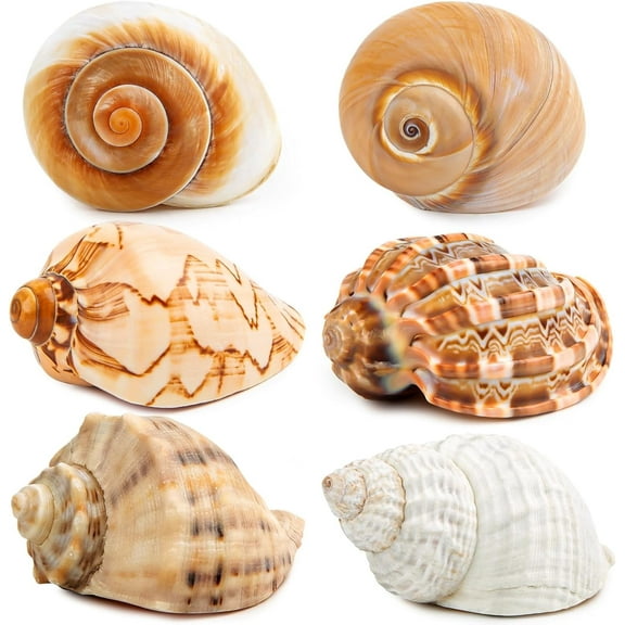 Sinkoo 6 Pcs Large Hermit Crab Shells Natural Sea Conch Size 3" - 3.5", Opening Size 1.5" - 2.5"Turbo Seashells for Hermit Crab Supplies, Beach Decoration Large Sea Shell