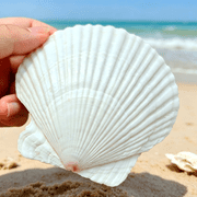 Sinkoo 6 Pcs 4-5inch Large Scallop Shells for Crafts, Natural Sea Beach Scallop, Large Sea Shells for Painting, Mermaid, Seashells Beach Theme Decor for Home