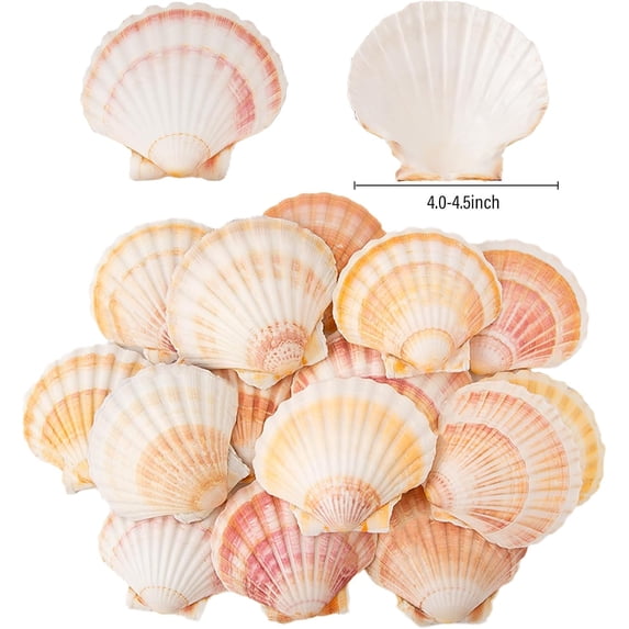 Sinkoo 8pcs Scallop Shells from Beach, 4"- 4.5" Natural Sea Shells Yellow & Pink Hawaiian Scallop Shells Real Seashells for Art DIY Craft Home Beach Theme Decor