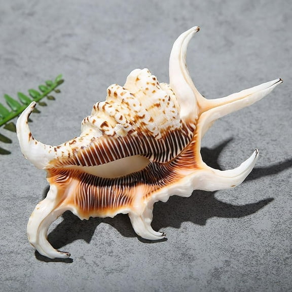 Sinkoo Large Sea Shells, About 8in Natural Conch Shells, Real Seashells for DIY Crafts Fish Tank and Shell Collectors, Beach Theme Decor for Party Wedding Holiday