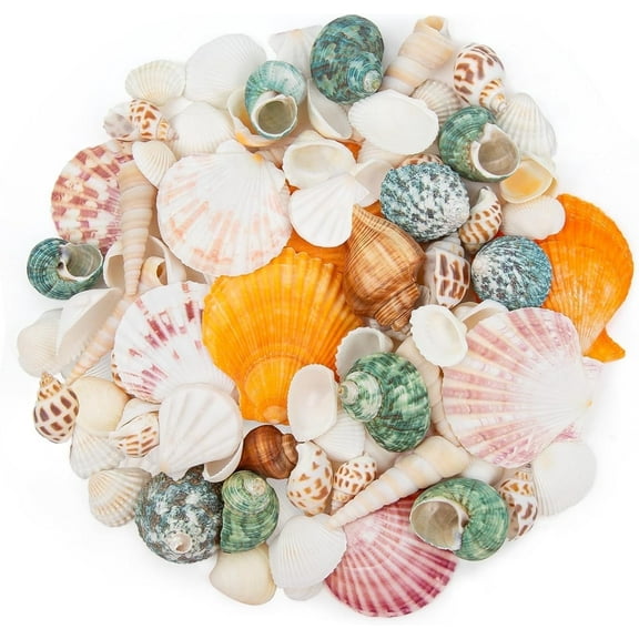 Sinkoo Sea Shells for Crafts,About 12 Kinds Beach Natural Mixed Seashells (0.4"-2") with Conch Shells, Fish Tank Decorations, Beach Party Supplies, Vase Fillers, Ocean Theme Home Wedding Decor