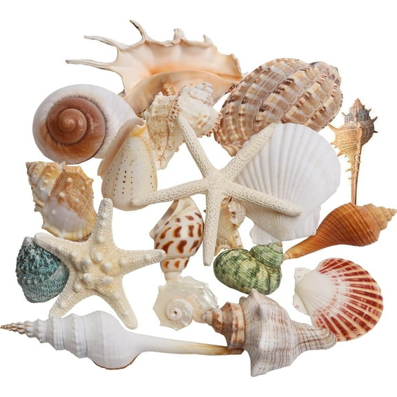 Sinkoo Large Sea Shells Mixed Starfish, 20 Kinds Natural Seashells for Crafts, 1.5"-5.5" Various Sizes Big Crafts Shell and Starfish for Home Wedding Beach Theme Christmas Decor