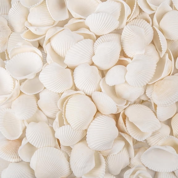 Sinkoo White Seashells for Crafts, About 140pcs Natural Tiny Sea Shells White Clam Shells for Crafting, Beach Theme Party, Fish Tank Vase Filler, Bracelet Making Accessories