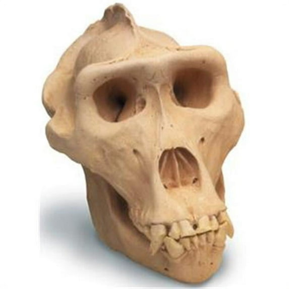 skullduggery 0206 Lowland Gorilla Skull