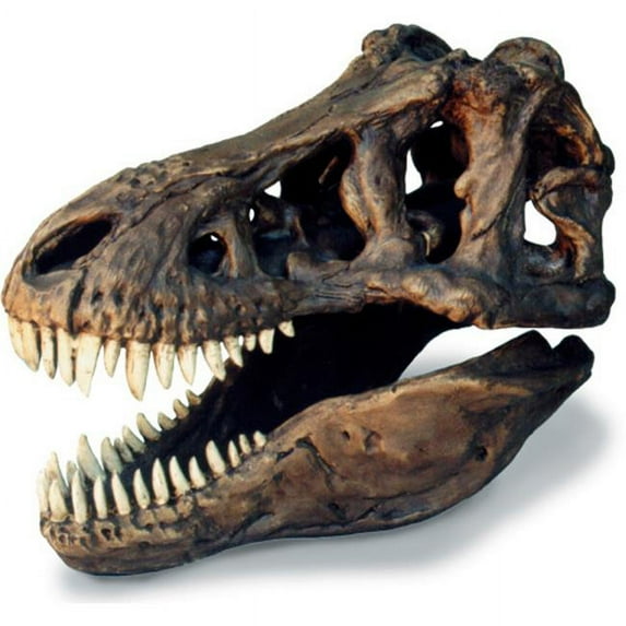 skullduggery 0239 Tyrannosaurus Skull Large
