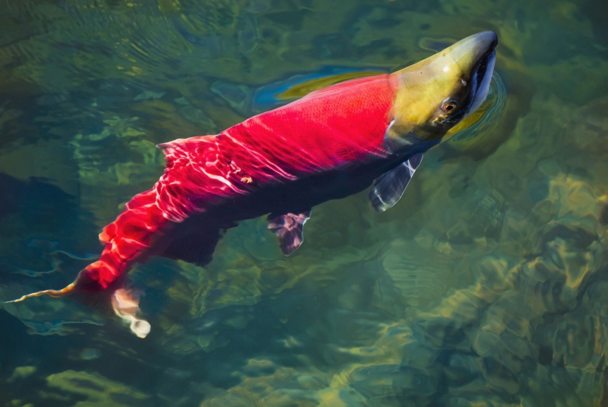 A sockeye salmon (oncorhynchus nerka) makes it way to the adams river spawning groundsBritish columbia canada Canvas Art - Debra Brash Design Pics (36 x 24)