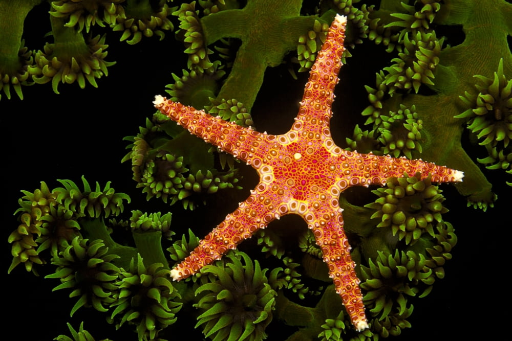 A spiny sea star (Gomophia egeria) on a colony of green tube coral (Tubastrea micrantha) at night Fiji Islands Canvas Art - Dave Fleetham Design Pics (38 x 24)