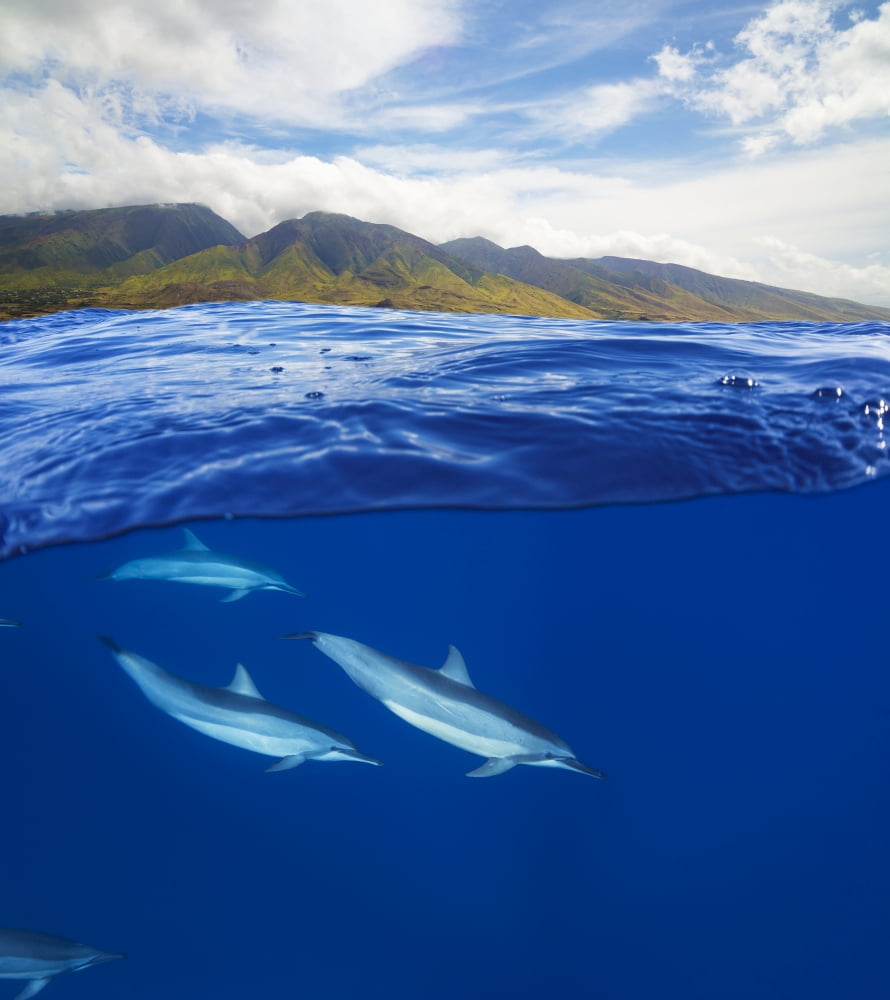 A split view of spinner dolphin (Stenella longirostris) below and the island of Maui above Maui Hawaii United States of America Canvas Art - Dave Fleetham Design Pics (28 x 32)