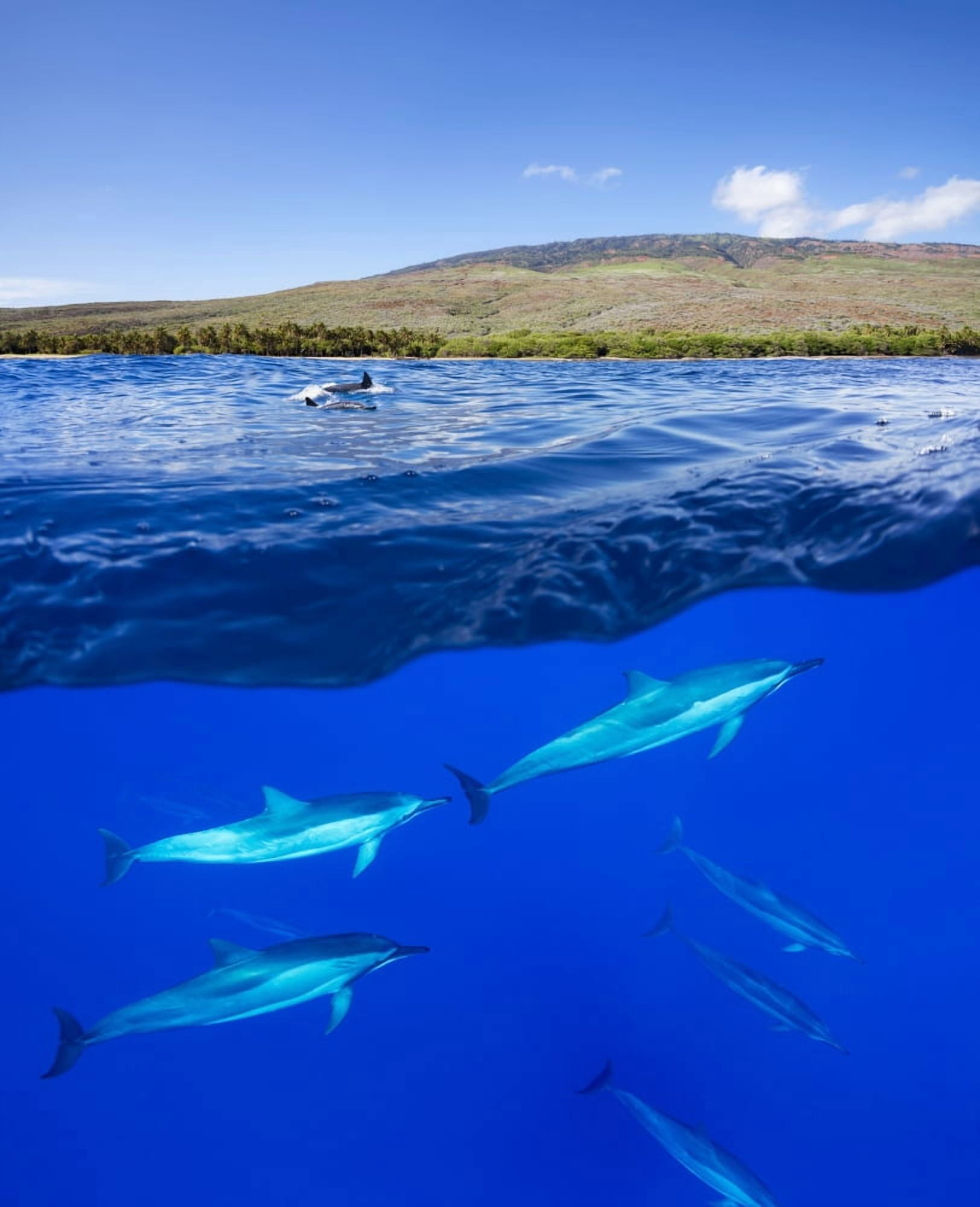 A split view of spinner dolphin (Stenella longirostris) below water and the island of Lanai above Hawaii United States of America Canvas Art - Dave Fleetham Design Pics (14 x 17)