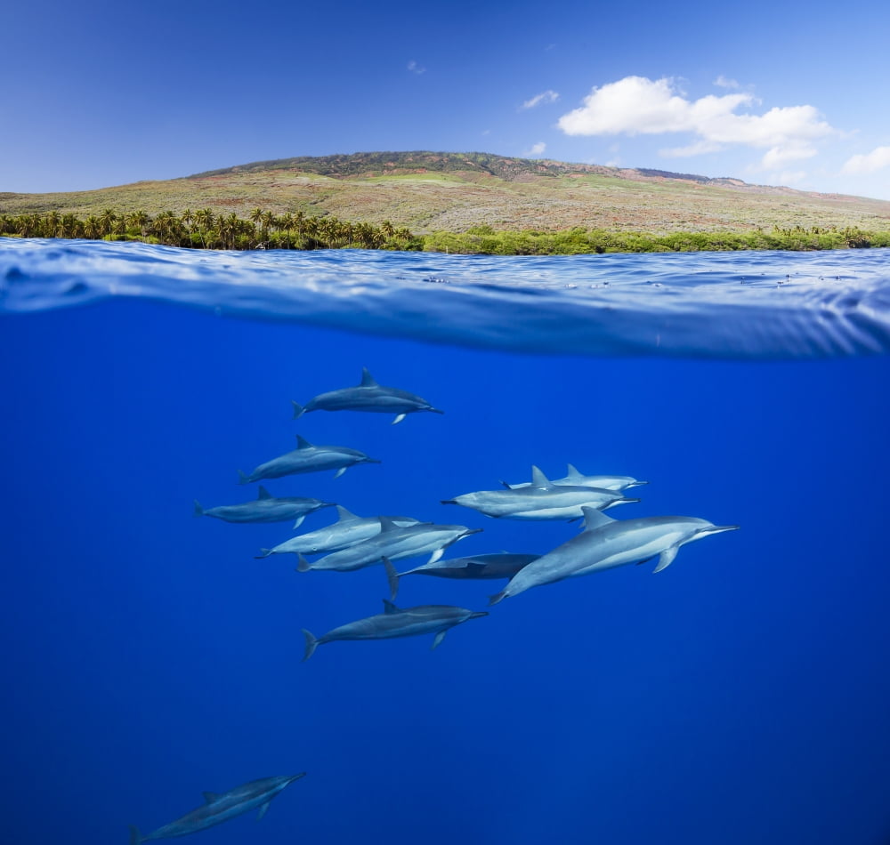 A split view of spinner dolphin (Stenella longirostris) below water and the island of Lanai above Hawaii United States of America Canvas Art - Dave Fleetham Design Pics (16 x 15)