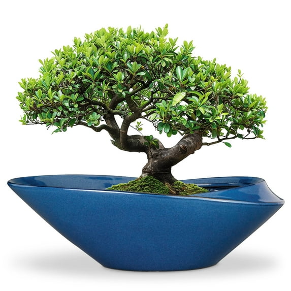 stillaflora 18 inch Ceramic Blue Shallow Bonsai Planter - Wide Decorative Plant Pot for Ficus Bonsai, Succulents & Indoor Plants