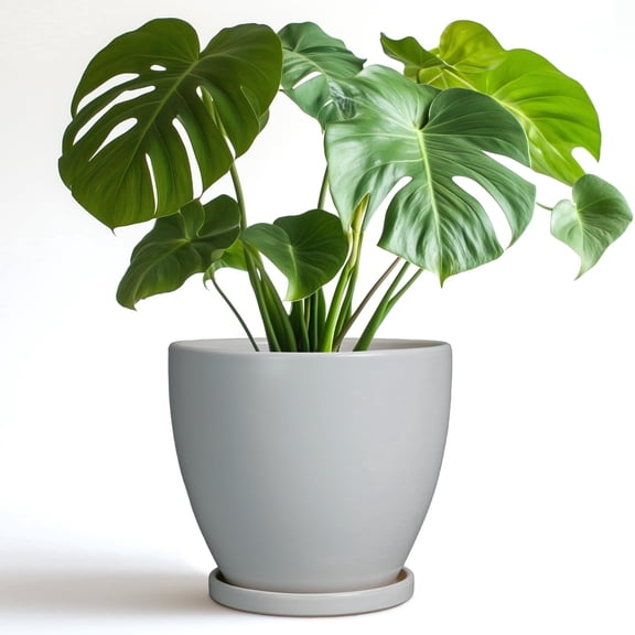 Ordivic 8 inch Light Gray Ceramic Planter Pot with Saucer & Drainage Hole, Modern Indoor Decorative Plant Pot for for Houseplants, Flowers, Home Patio Decor