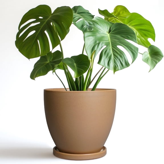 Stillaflora 8 inch Matte Brown Ceramic Planter Pot with Saucer | Modern Indoor Outdoor Pot for All Houseplants, Flowers & Succulents