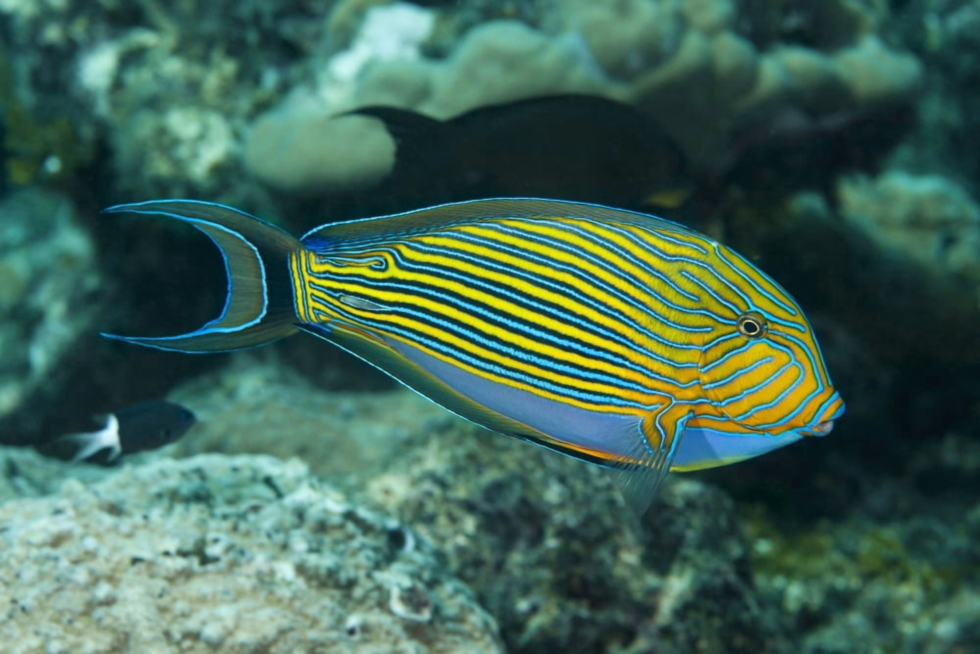 The striped surgeonfish (Acanthurus lineatus) are often found near the top of the reef in the surge zone Yap Micronesia Canvas Art - Dave Fleetham Design Pics (19 x 12)