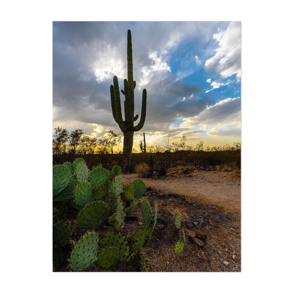 A stunning desert landscape bathed in sunset hues - Arizona Photography Desert Cactus Landscape Nature Sunset Scenic Wilderness Unframed Wall Art Print 36 x 48 inches