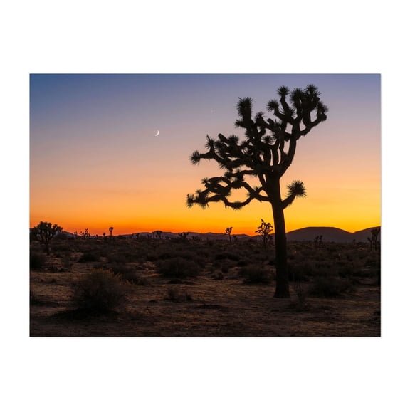 A stunning sunset paints the desert horizon in vibrant hues - Joshua Tree California Photography Desert Sunset Cactus Silhouette Night Sky Moon Nature Unframed Wall Art Print 12 x 16 inches