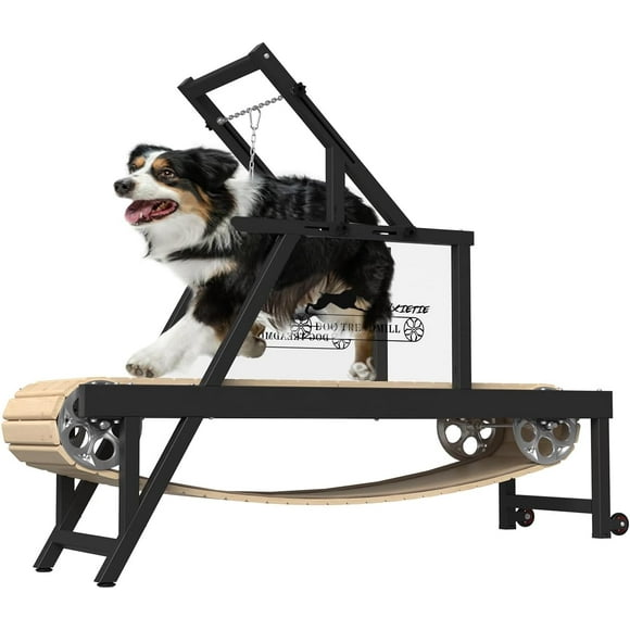 Dog Treadmill
