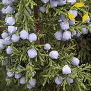 thronesfarm Utah Juniper Juniperus Osteosperma 5 Ct THR, Tree, Fruit, Flower