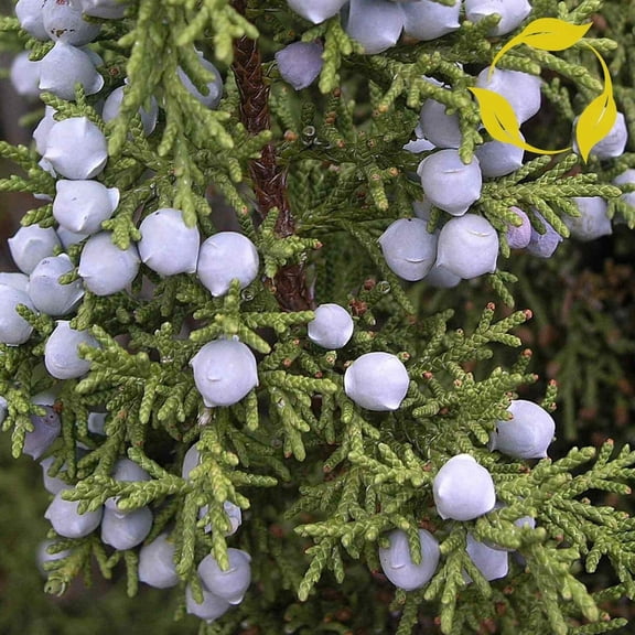 thronesfarm Utah Juniper Juniperus Osteosperma 5 Ct (THR), Tree, Fruit, Flower