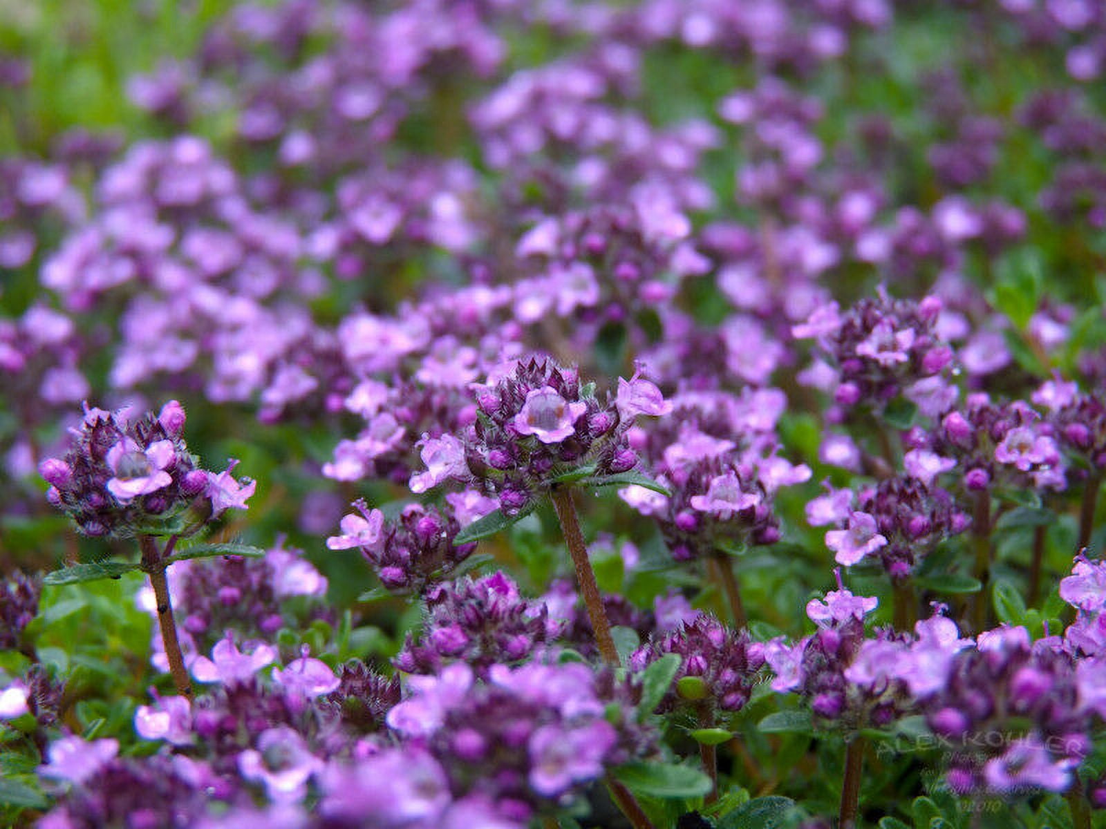 thyme, CREEPING THYMEWALK ON ME 880 SEEDS Go*
