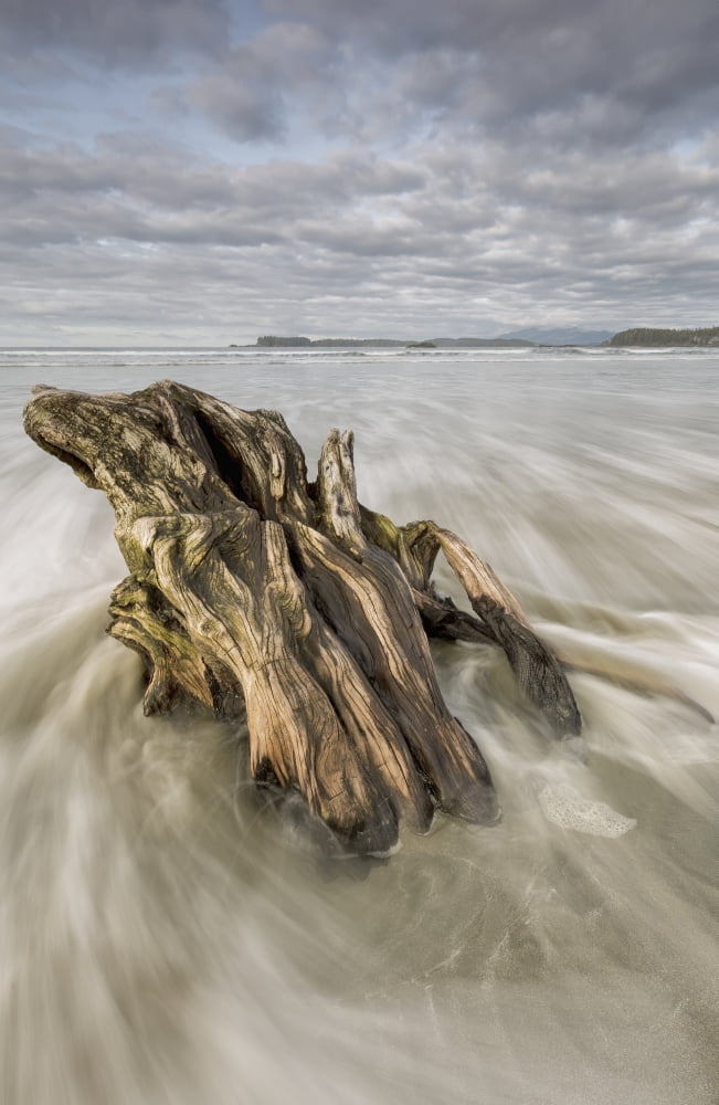 The tide coming in and flowing around a sunken piece of driftwood chesterman beachTofino vancouver island british columbia canada Canvas Art - Robert Postma Design Pics (12 x 19)