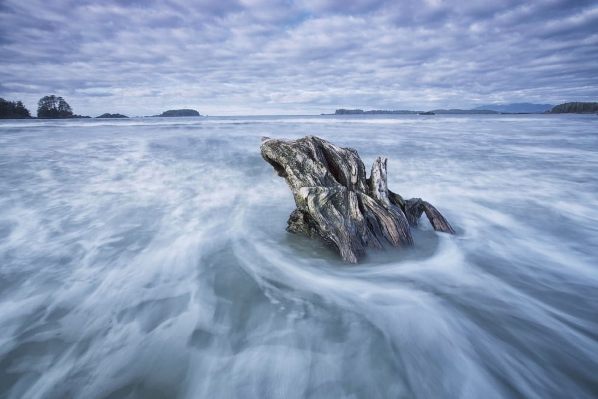 The tide coming in and flowing around a sunken piece of driftwood chesterman beachTofino vancouver island british columbia canada Canvas Art - Robert Postma Design Pics (19 x 12)