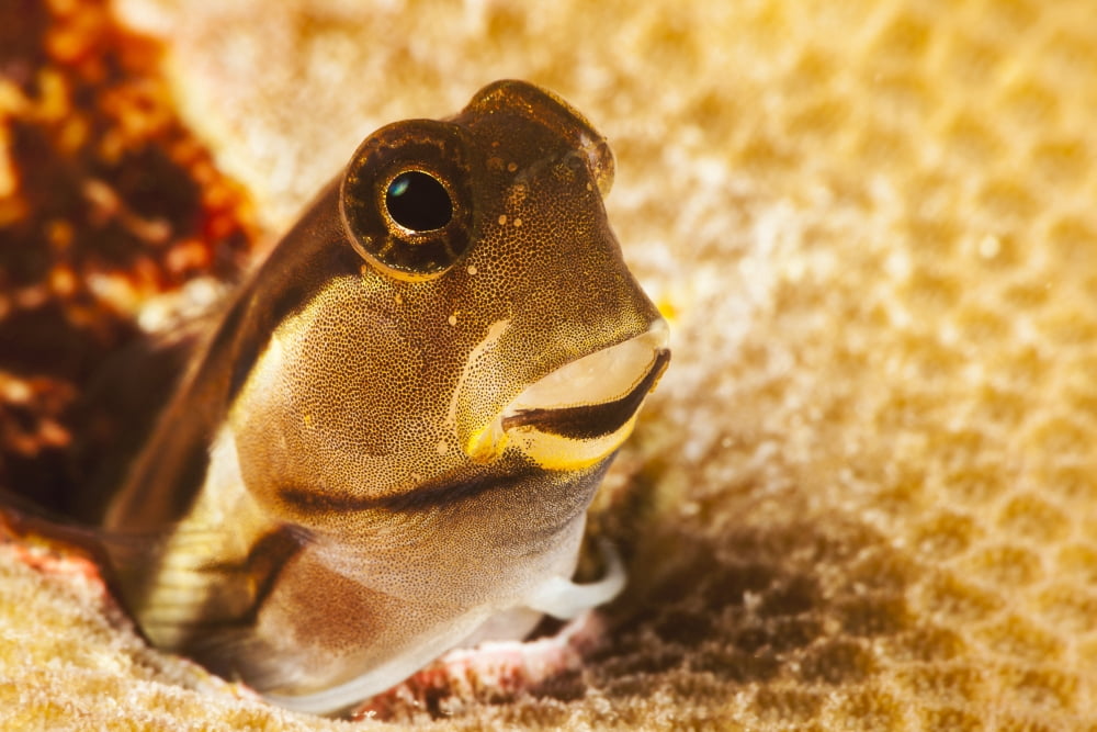 A tiny combtooth blenny Ecsenius sp emerges from a hole in hard coral off the Island of Yap Micronesia Canvas Art - Dave Fleetham Design Pics (19 x 12)