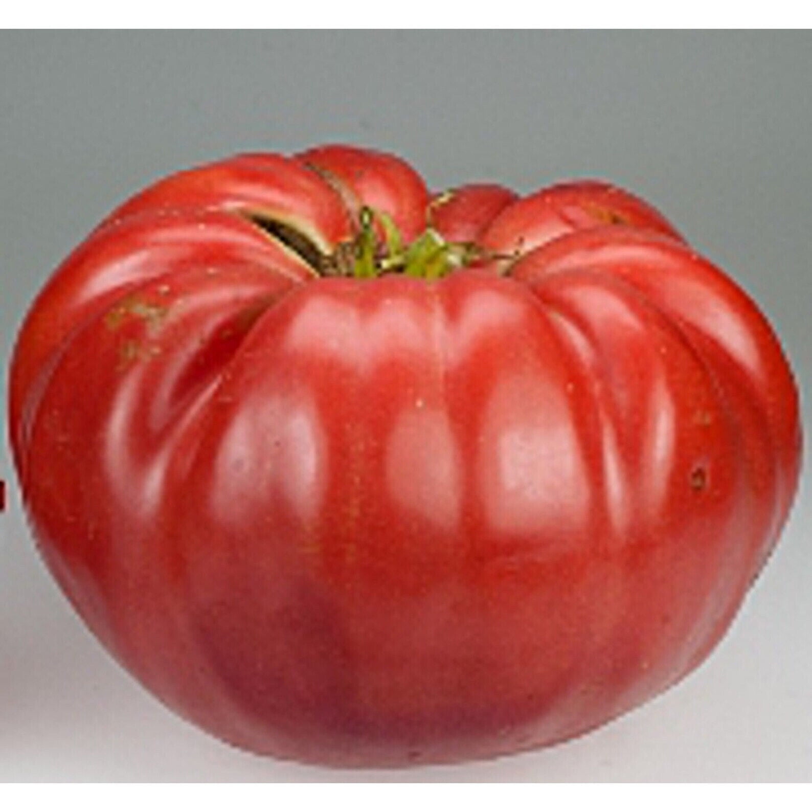 tomato, BELGIUM GIANT 5 LB heirloom 35 SEEDS! Go
