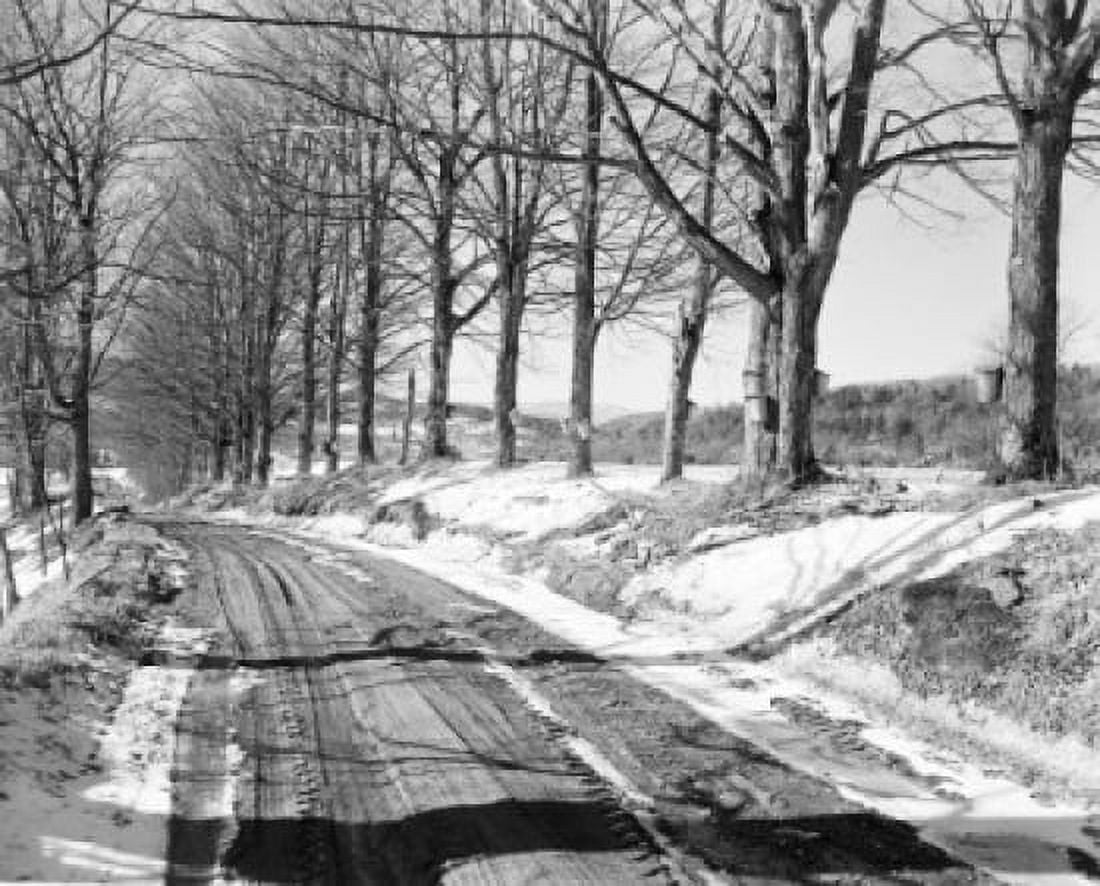 treelined road in winter Canvas Art - (24 x 36)
