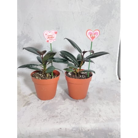 two Mother's gift Burgundy Rubber Tree Plant - Ficus - An Old Favorite - 4''