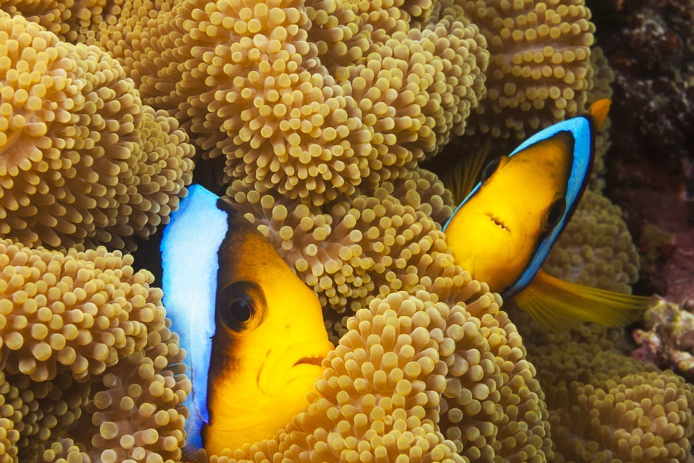 These two orange-fin anemonefish (Amphiprion chrysopterus) are pictured hiding in their host anemone Fiji Canvas Art - Dave Fleetham Design Pics (38 x 24)
