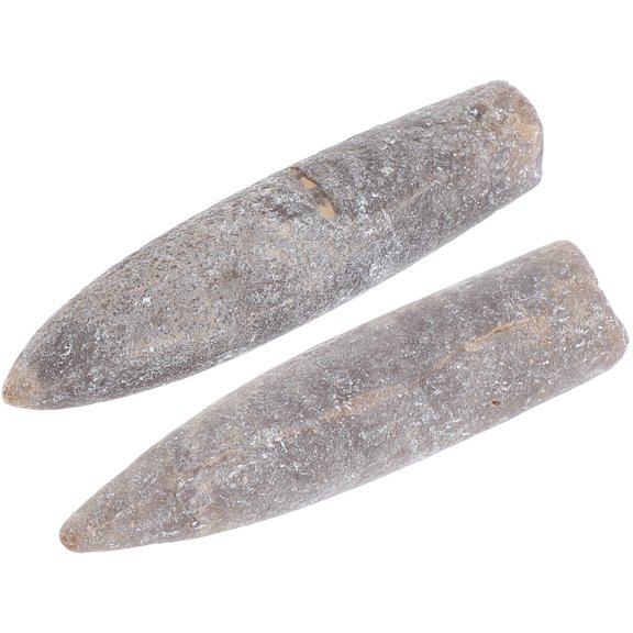 unbranded 2 Pcs Belemnite Specimen Decoration Educational Epifaunal Adornment