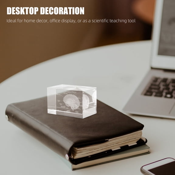 OUNONA Anatomy Model 3D Human Brain Anatomical Model Transparent Crystal Glass 1Pack