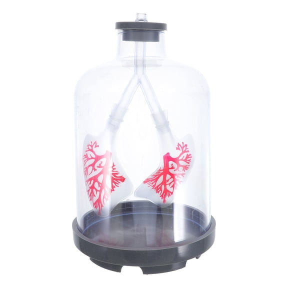 Lung Breathing Model for Science with Realistic Simulation Adjustable Settings and Diaphragm