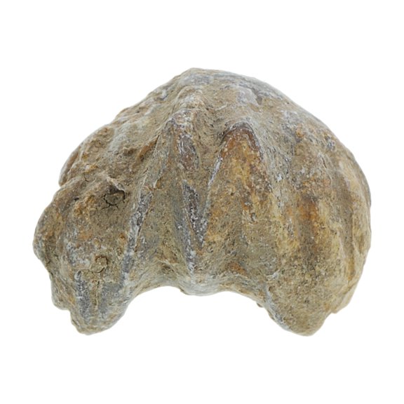 Educational Science Kit with Seashell Specimen for Students, 2.00X2.00X2.00CM, Ideal for Learning and Exploration