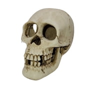 Underwater Treasures Skull Decor, White