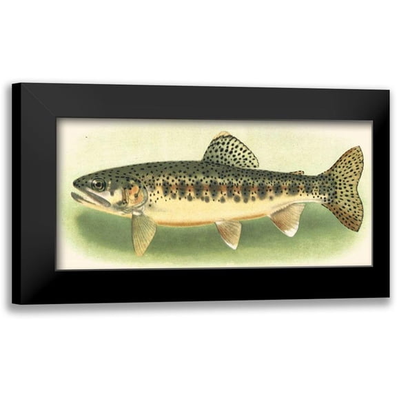 unknown 14x9 Black Modern Framed Museum Art Print Titled - River Trout III