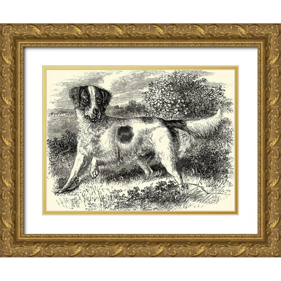 unknown 24x19 Gold Ornate Wood Framed with Double Matting Museum Art Print Titled - English Setter