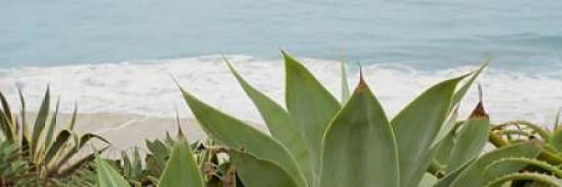 untitled Canvas Art - Alan Blaustein (12 x 36)