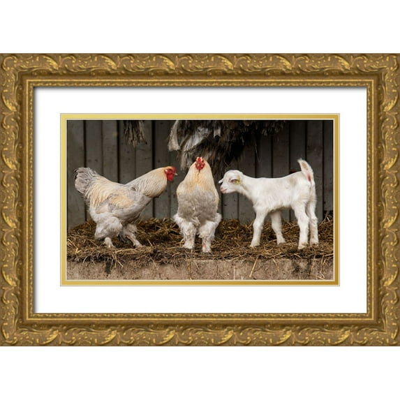 van den, Gert 24x16 Gold Ornate Wood Framed with Double Matting Museum Art Print Titled - Four Animals, 3 Different Breeds.