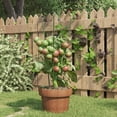 thumbnail image 1 of vidaXL Garden Plant Supports with 4 Rings Climbing Frame 5 Pcs Green Steel, 1 of 34